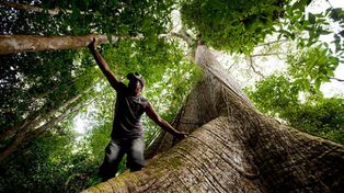 Indígenas brasileños alquilan lotes de la Amazonia a industriales madereros ilegales