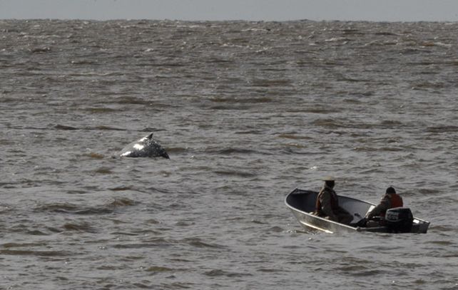 Personal de Prefectura y otras fuerzas intentaban llevar al animal hacia aguas abiertas. (Foto: Télam)