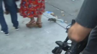 Una particular rata pasó entre los periodistas durante una conferencia de prensa de Jorge Macri en Retiro.