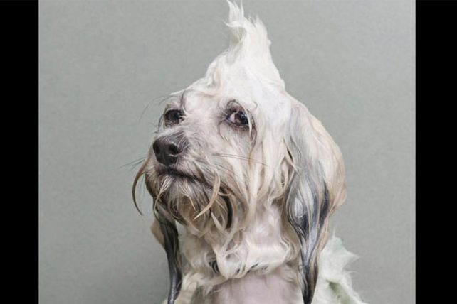 Los adorables y resignados perros mojados