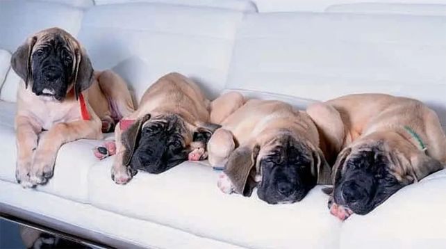 Los motivos por los que Javier Milei debe mudarse a Olivos antes del 10 de enero sí o sí