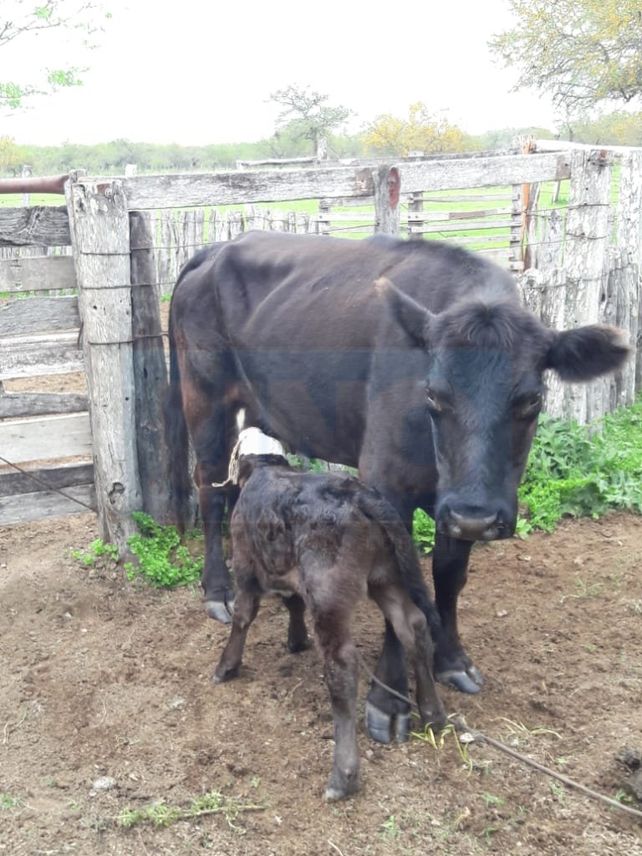 Exteriorización natural. La madre demostró que había parido al ternero.