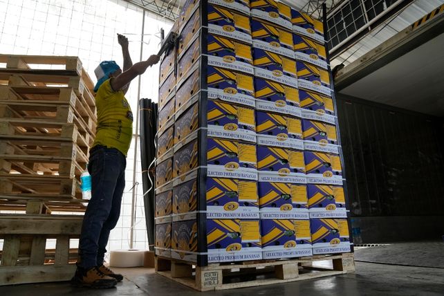 Los narcos infiltran los containers de  bananas para traficar desde Ecuador