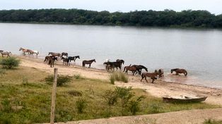 Los caballos rescatados en Concepción del Uruguay van a la fundación Tekove Mymba.