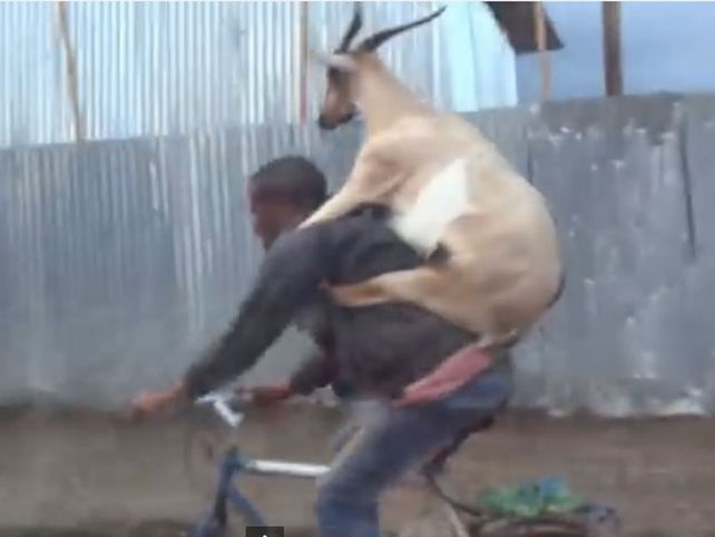 La cabra que viaja a cococho de su dueño rompe récords en Youtube