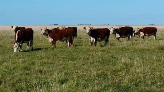 Experimento. El pastoreo de una vaca cada 2 hectáreas redujo más de un 50% la biomasa en las parcelas.