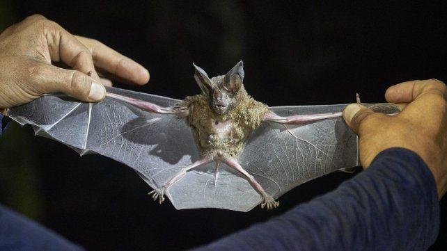 Transmisor. El murciélago puede infectar frutas a través de orina o saliva.