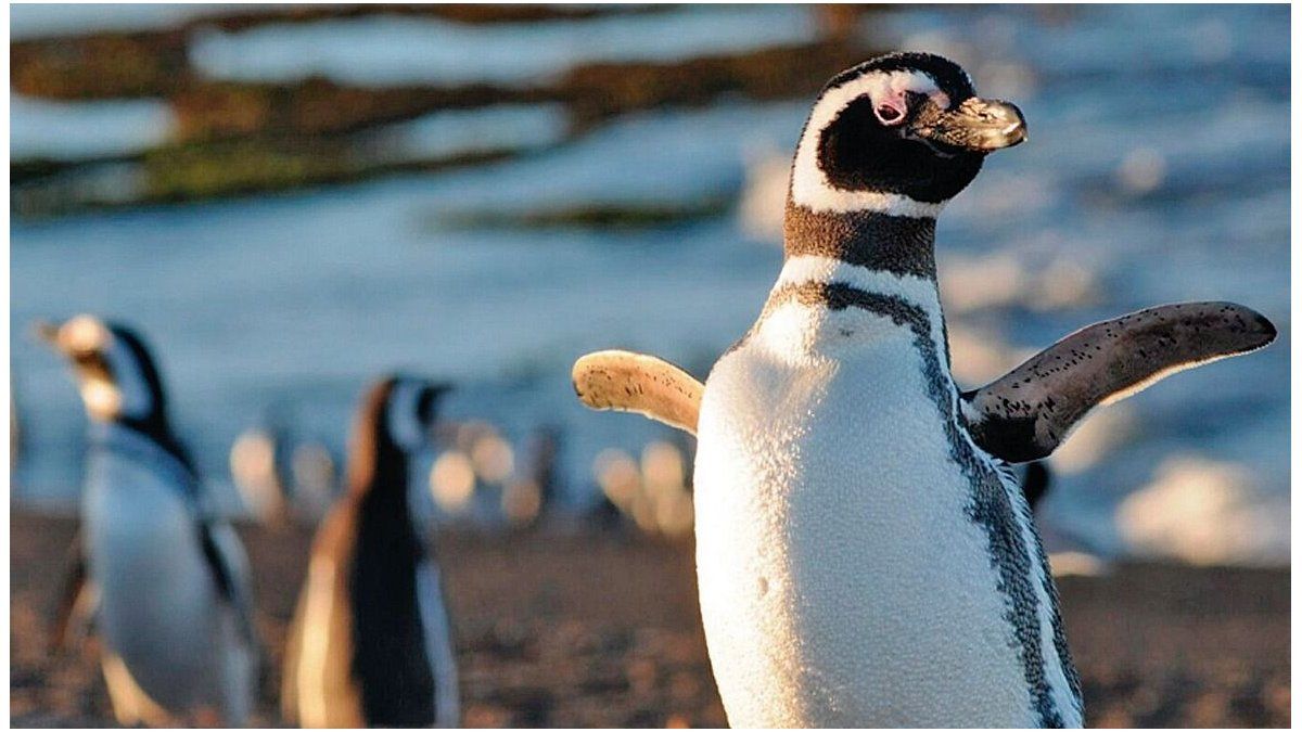Punta Tombo inauguró la temporada de pingüinos con nuevos senderos y espacios renovados