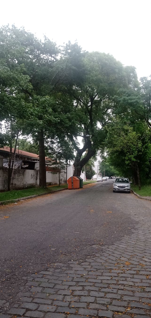 Tablada. Las acacias de Virasoro al 900 y al 800 lloran una lluvia de savia sobre el empedrado