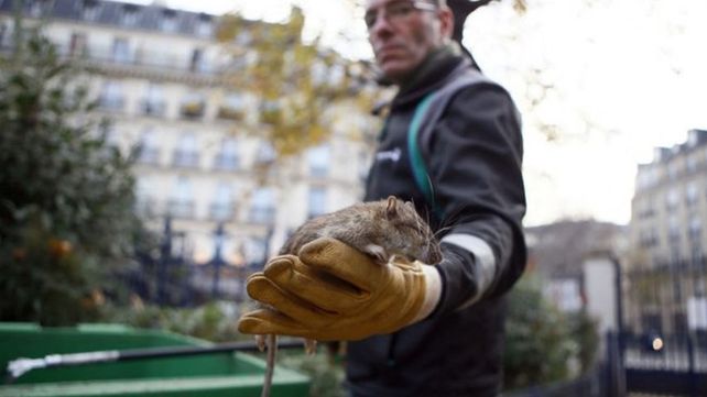 Cierran parques y jardines en París por invasión de ratas