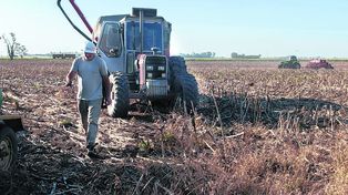 Sequía. Los campos de la región sienten el rigor de la falta de lluvia.
