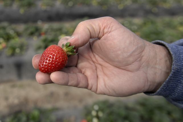 Coronda comenzará a producir superfrutillas: investigadores crearon una variedad autóctona