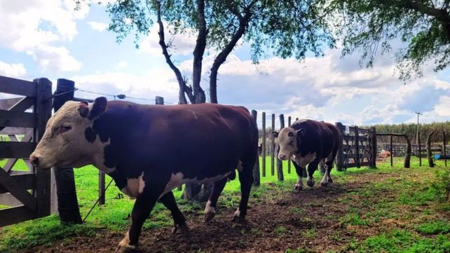 Pruebas pastoriles: el camino hacia una carne de mayor calidad