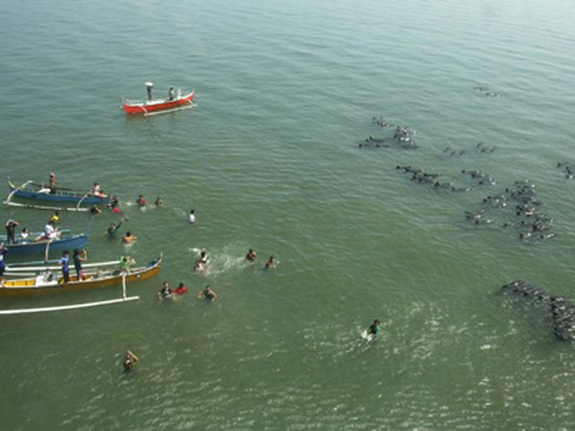 M&aacute;s de 100 delfines quedaron varados en una isla filipina y al menos tres murieron