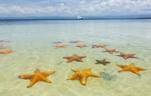 Ejemplares. Las estrellas son consideradas clave para el ecosistema costero. Comen mejillones y caracoles de mar.