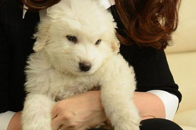 Simón, el perro de Cristina, ya tiene twitter