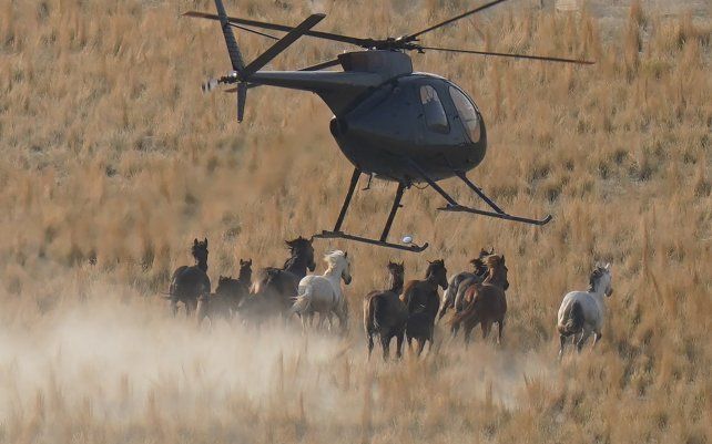 Un helicóptero empuja a los caballos salvajes durante una redada, cerca del campo de pruebas Dugway Proving Ground del ejército de los EE. UU., Utah. Administradores de tierras apuran el retiro de caballos del área a raíz de una sequía histórica.