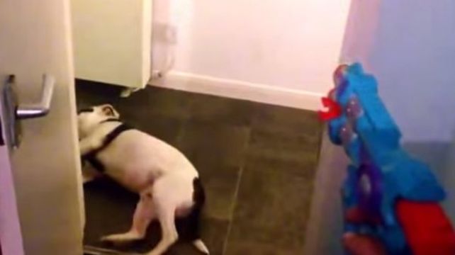 Furor en Internet por el video del perro que finge su muerte
