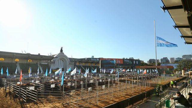 La Rural: los novillos marcan la tendencia del mercado y la genética de la producción de carne