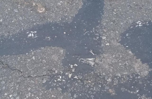 Las fotos tomadas por las asistentes escolares de Calchaquí