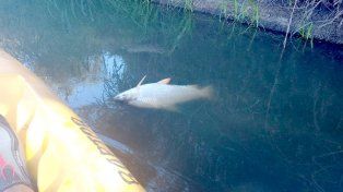 Aparecieron peces muertos en un área natural protegida provincial