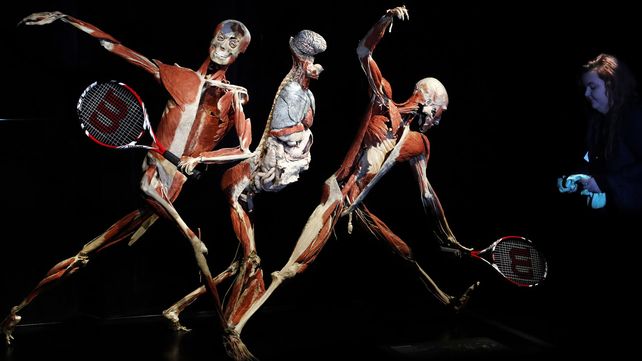 El museo de anatomía Body Worlds en Londres exhibe increíbles figuras