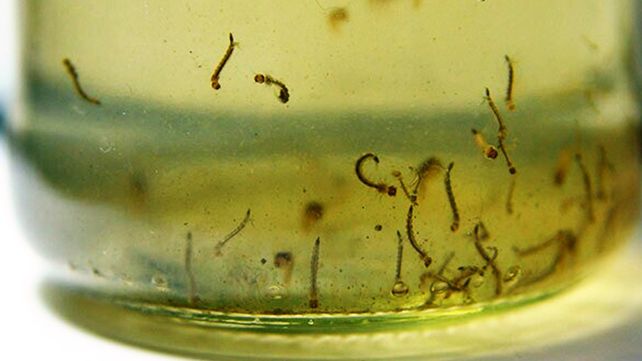 La limpieza de casas y ciudades es el eje de la prevención del dengue. Guillermo Grieve explicó las fases y acciones del gobierno&nbsp; 