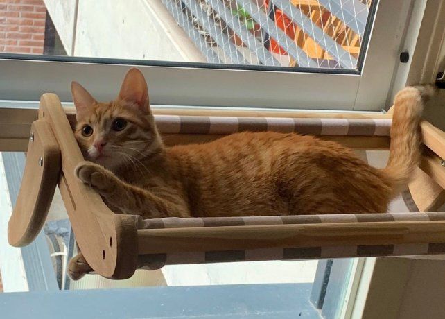 Se lanzó a fabricar camas para gatos y ahora vende sus modelos a todo el país.