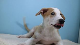 Los detalles de la primera clonación de un perro en Argentina