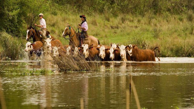 Evacuarán la hacienda ante la crecida del río Paraná