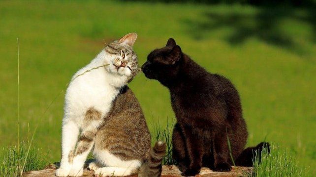 Buscan voluntarios para cuidar gatos en una isla griega a cambio de alojamiento durante 2027.