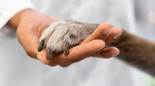 Fiestas y bienestar emocional: cómo ayudan las mascotas según la ciencia