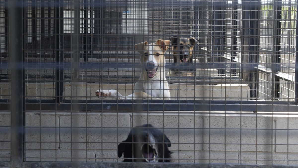 hay refugios para animales que acepten perros agresivos