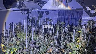 Fuego, humo y droga: apagaron un incendio en el norte de la ciudad y descubrieron un vivero de marihuana
