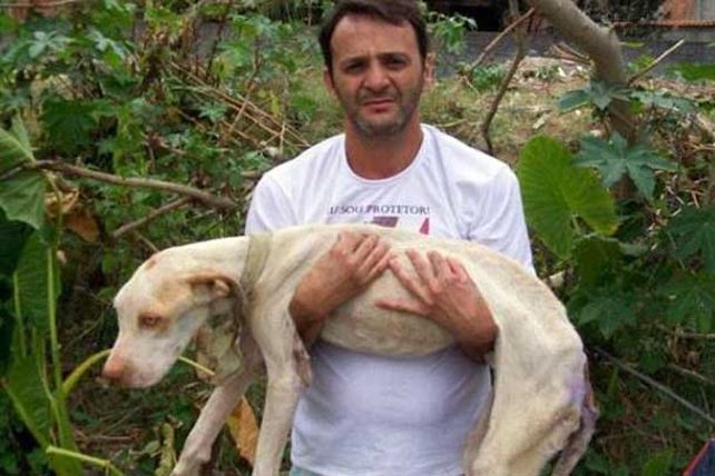 El rescate de un perro conmueve en las redes sociales