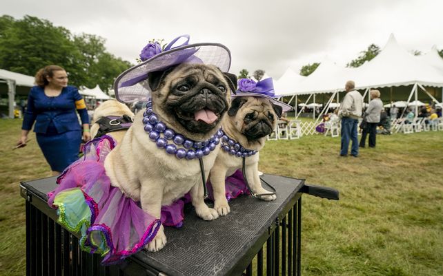Matty Pugdashian