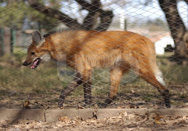 Peligro de extinción. El aguará guazú es una de las especies autóctonas amenazadas en el país./ Manuel Testi.