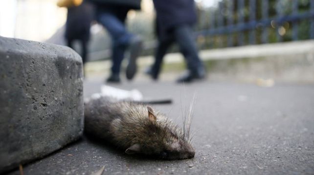 Cierran parques y jardines en París por invasión de ratas