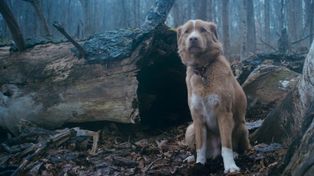 Indy, el protagonista de la película Good Boy, que se podrá ver en los cines en Rosario desde este jueves