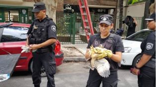 Policías de la división ecológica procedieron al rescate controlado.