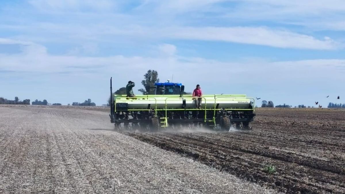 Siembra inédita de maíz para esquivar el calor y un duro golpe de granizo al trigo