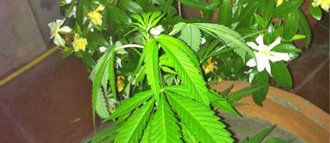 La planta de marihuana y el jazmín en la imagen captada por Cerruti y que rápidamente circuló por la red social.