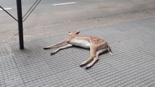 Apareció un ciervo en el centro de Santa Fe