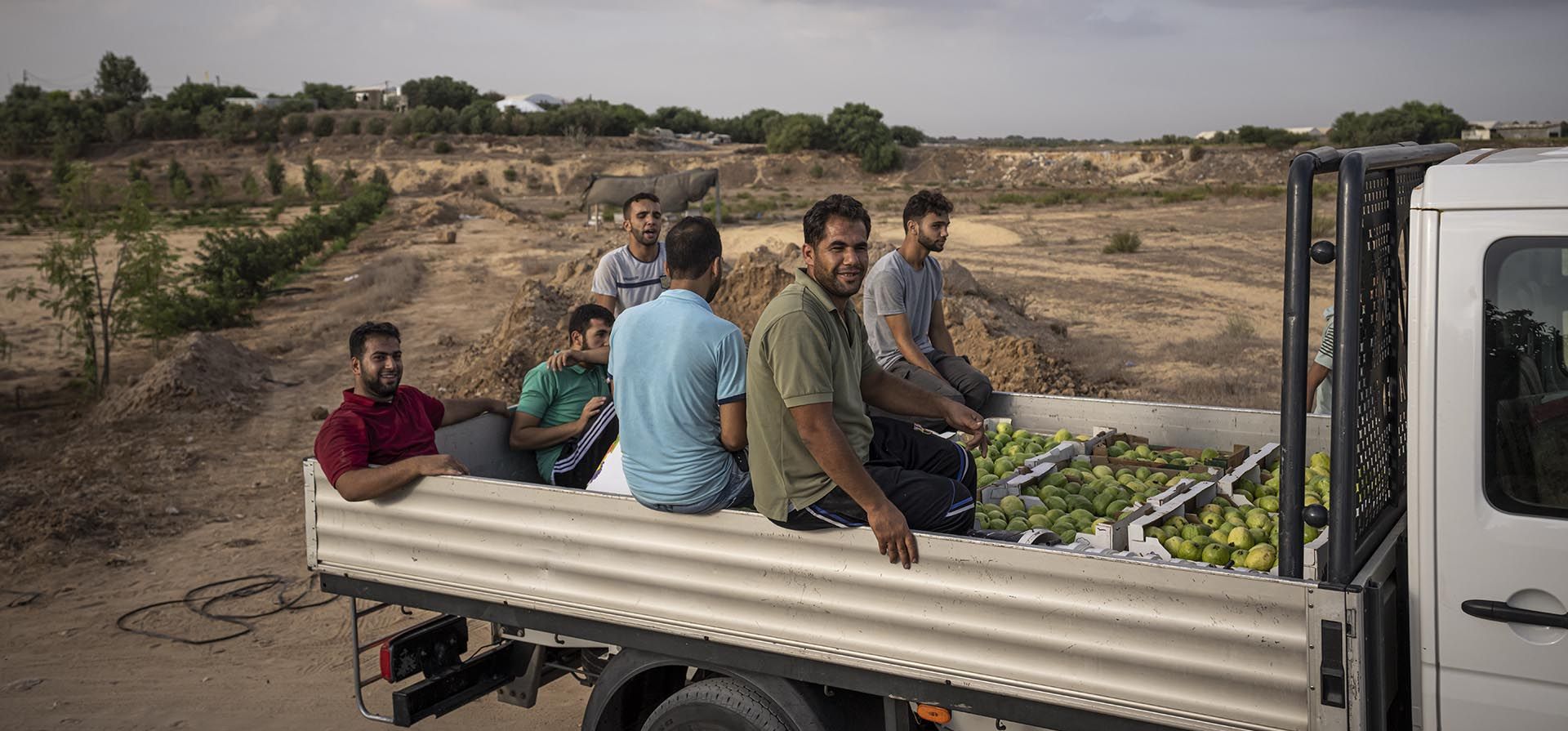 Agricultores palestinos salen de un huerto después de recoger guayaba al comienzo de la temporada de cosecha anual en Khan Younis, en el sur de la Franja de Gaza, el miércoles 7 de septiembre de 2022.