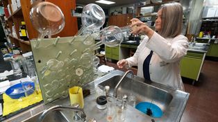Investigan plantas del Noreste argentino con fines medicinales