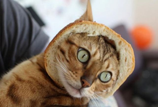Las 5 cosas que ocurrirían si todos los gatos desaparecieran