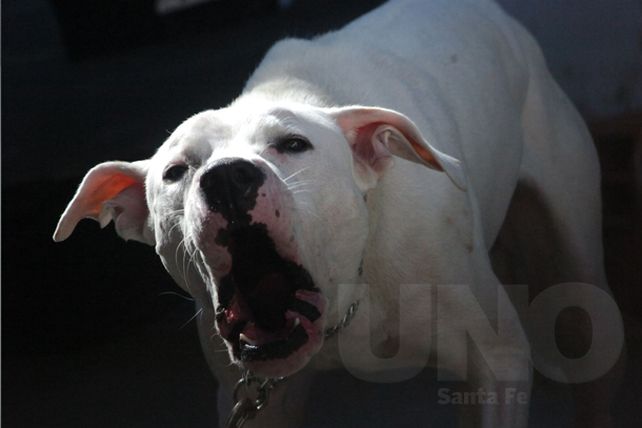 Perros peligrosos: “La mordida no es patrimonio de una sola raza