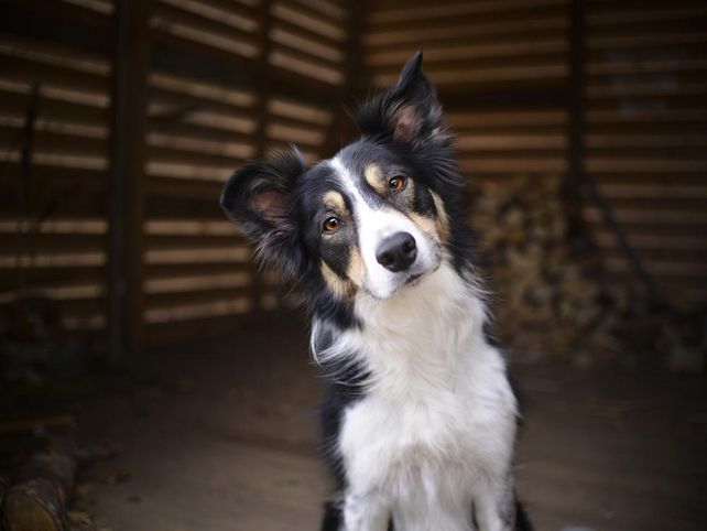 20 cosas que los perros odian y vos no lo sabés