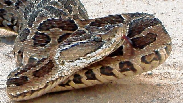 El Ministerio de Salud reiteró recomendaciones ante mordeduras de serpientes. El Ministerio de Salud reiteró recomendaciones ante mordeduras de serpientes.