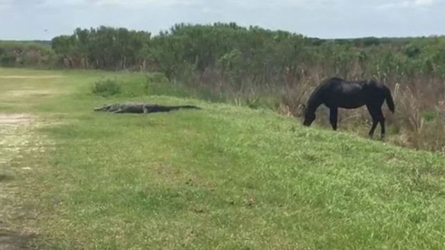 Un video muestra como un caballo ataca a un cocodrilo en un campo en Estados Unidos